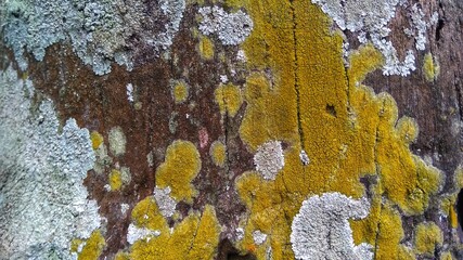 Lichen and algae on the coconut tree bark