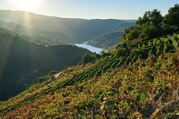Autumnal landscape with terraced vineyards in Ribeira Sacra
