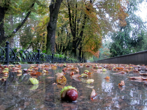 Autumn in the city, ripe chestnuts lie on a wet road on a rainy autumn day