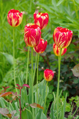 Yellow flowers with the red annealing of a tulip flower in the garden. 