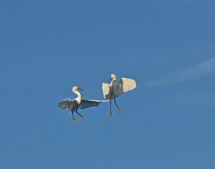 Hot pursuit over Pass-A-Grill Florida. Snowy Egrets fight over territory in aerial combat.
