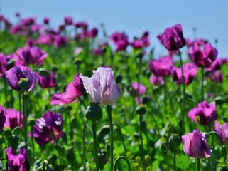 Fototapeta premium Violet poppy flowers in the field