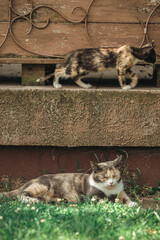 Cat Green Grass Summer Beautiful Cat with great Eyes