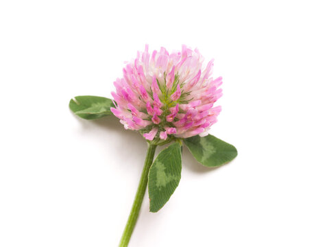 Clover flower on a white background. Close-up. Studio photography