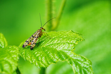 Insects with speckled large wings on green leaf. 