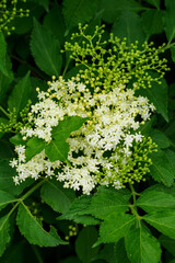 White elderflowers on a bush with green leaves.