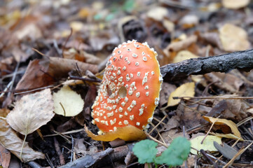 A hat of a red fly agaric in the grass and in the fallen leaves in the forest, top view, selective focus, horizontal orientation.