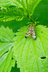 Insects with speckled large wings on green leaf. 