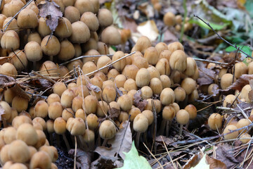 Forest mushrooms (Panaeolus) near an old tree stump, selective focus, horizontal orientation.