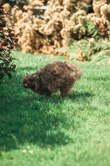 Cat Green Grass Summer Beautiful Cat with great Eyes