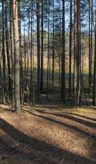 View from the ecotrail of the Sestroretsk bog, on slender trees. Wild place in Sestroretsk, St. Petersburg.