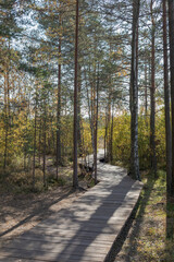 Ecological hiking trail in the national park through the swamp and forest. Wild place in Sestroretsk, St. Petersburg.