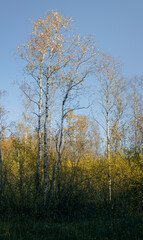 Thin young birches with yellowed falling leaves. The edge of the forest in autumn.