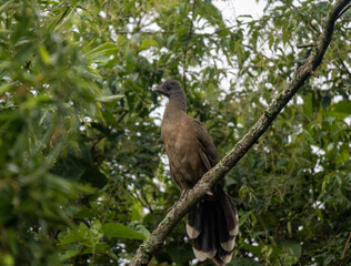 Fototapeta premium Plain chachalaca