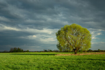 Fototapeta na wymiar Large tree growing in a meadow and cloudy sky