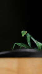 closeup flash photography of a scary looking green giant praying mantis standing in a dark room with its hands out at night