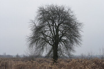 tree in the fog