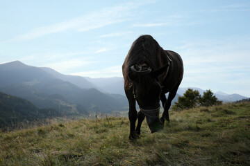 Dark horse with tack grazing on grassy hill in mountains. Beautiful pet