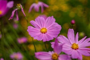 pink cosmos flower