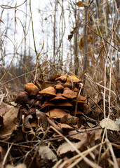 Mushrooms, forest, leaves, autumn
