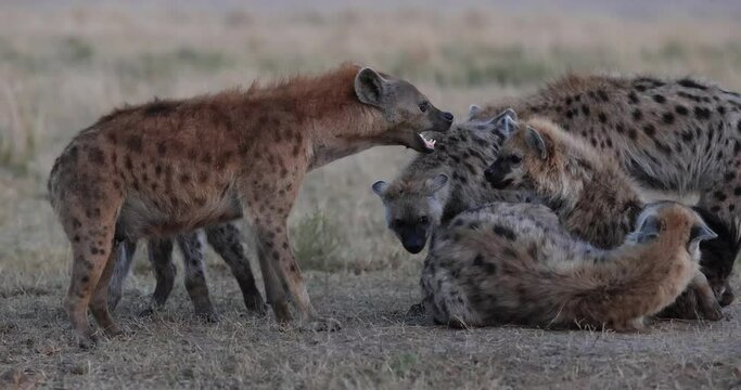 hyenas play together in the savannah