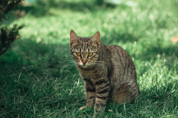 Naklejka na ściany i meble Cat Green Grass Summer Beautiful Cat with great Eyes
