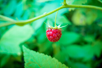 Raspberry plant close-up view, Haute Savoie, France