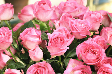 Blooming romantic fresh pink roses,beautiful pink roses in full bloom in the garden,close-up