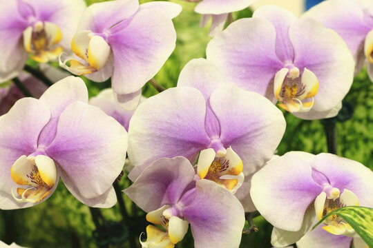 Phalaenopsis (Moth Orchid) flowers,close-up of white with purple phalaenopsis flowers blooming in the garden
