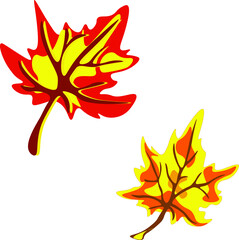 autumn leaves illustration. maple leaves, autumn leaves, vector illustration