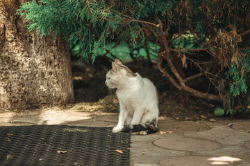 Cat Green Grass Summer Beautiful Cat with great Eyes