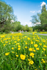 Obraz premium Yellow dandelion on a grass
