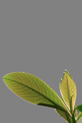 green leaves on a grey background