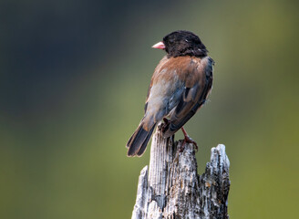 Dark-eyed Junco, Junco hyemalis, perching on an old stump at a lake in Oregon, USA  with a dark background with natural light.