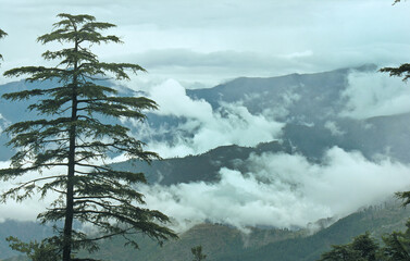 Trees on mountains in the fog and clouds, in j & k  India.