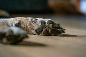 Paw of a brown dog