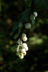 snowberry bunch