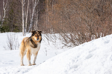 A lonely yard dog stands in the snow in winter. The old dog looks sad. Caring for homeless animals concept
