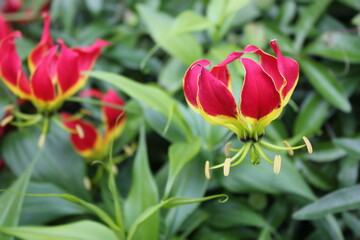 Unusual flower lily with pink yellow petals in foliage. Gloriosa. Green background