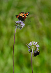 Peacock butterfly and bumblebee. Insects frolic on colorful flowers to suck nectar. Shallow depth of field	