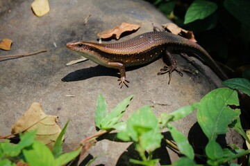 lizard on a rock