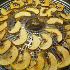 dried thinly sliced apple slices lie on the plastic tray of the dryer. side view