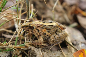 frog on the ground