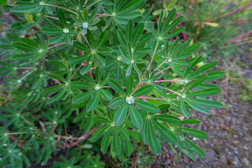 Nature plant in the field of Iceland