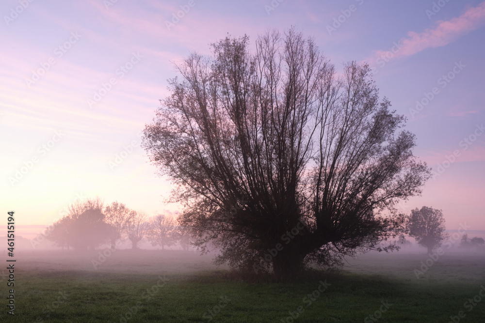 Poster Pollarded willow in the early morning mist. Mystical, quiet atmosphere.