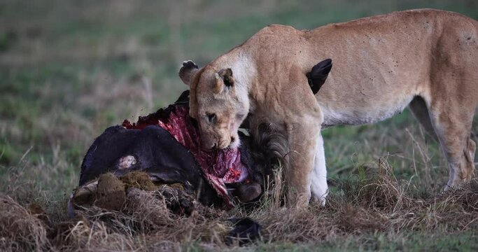Lions eat a buffalo in the savannah