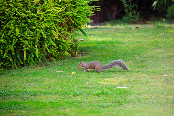 funny squirrel runs in nature in autumn 