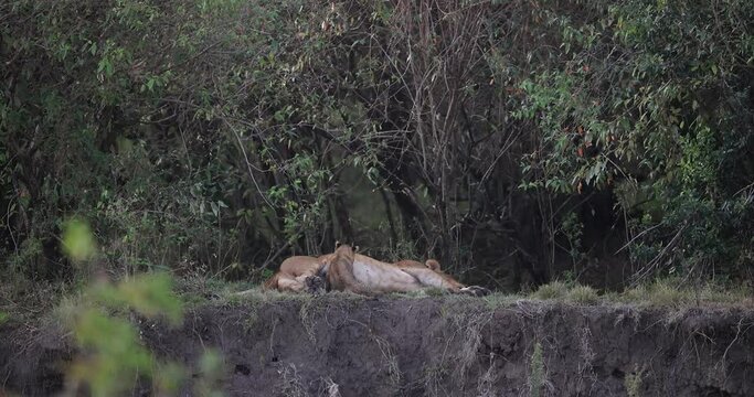 A baby lion drinks its mother's milk