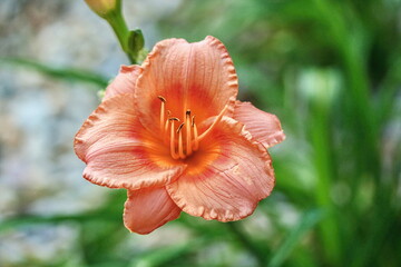 Fototapeta premium Daylily - Blooming Hemerocallis `Strawberry Candy`
