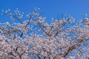 桜と青空
